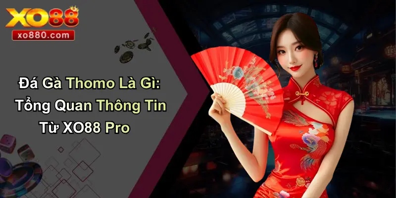 Đá Gà Thomo Là Gì: Tổng Quan Thông Tin Từ XO88 Pro 1 Đá Gà Thomo Là Gì