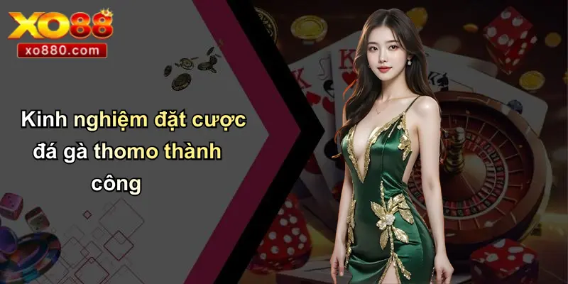 Đá Gà Thomo Là Gì: Tổng Quan Thông Tin Từ XO88 Pro 5 Kinh nghiệm đặt cược đá gà thomo thành công