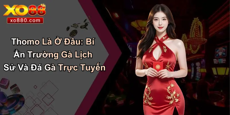 Thomo Là Ở Đâu: Bí Ẩn Trường Gà Lịch Sử Và Đá Gà Trực Tuyến 1 Thomo Là Ở Đâu