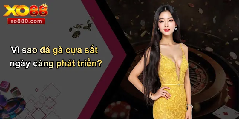 Vì sao đá gà cựa sắt ngày càng phát triển?